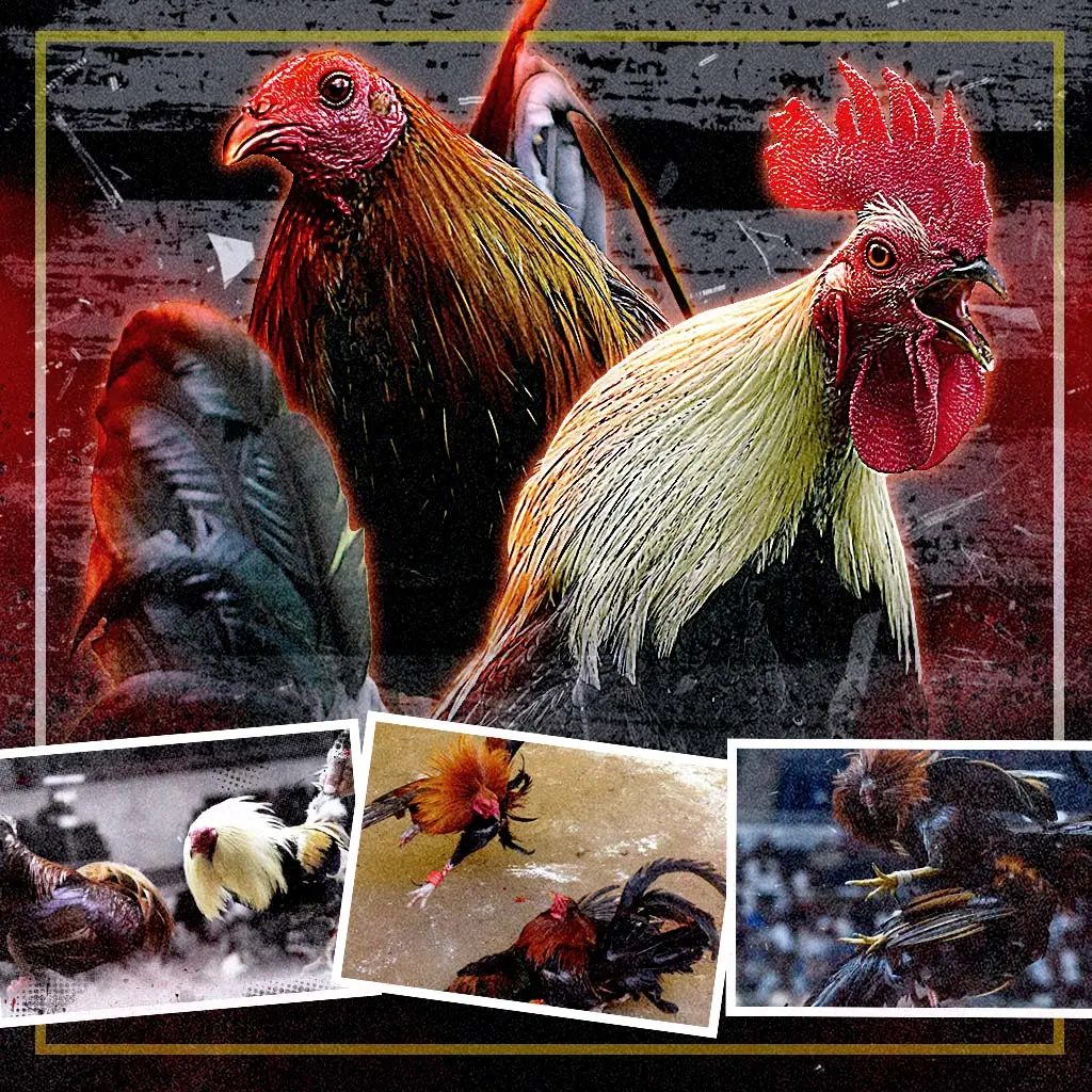 GG888 Featured Image for online sabong page